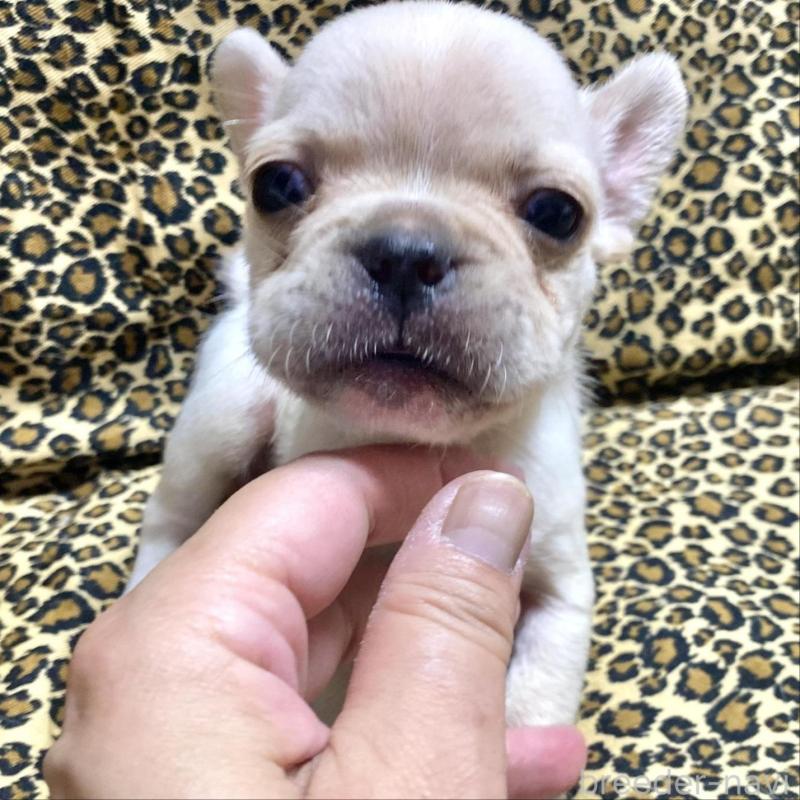 販売中の佐賀県のフレンチブルドッグ-427188の1枚目