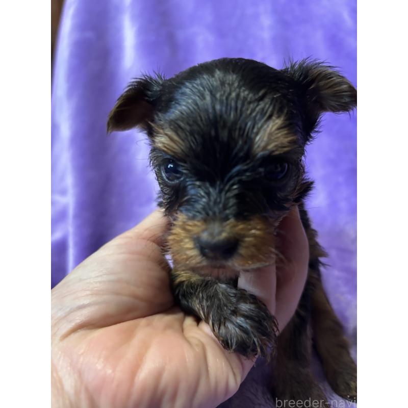 成約済の福岡県のヨークシャーテリア-425019の3枚目