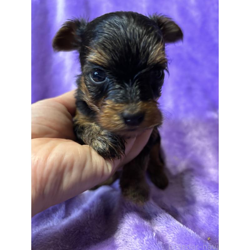 成約済の福岡県のヨークシャーテリア-425019の2枚目