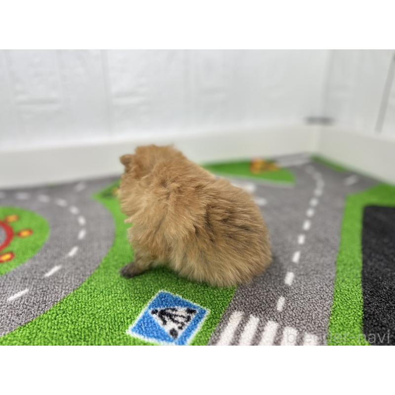 販売中の愛知県のポメラニアン-427190の6枚目