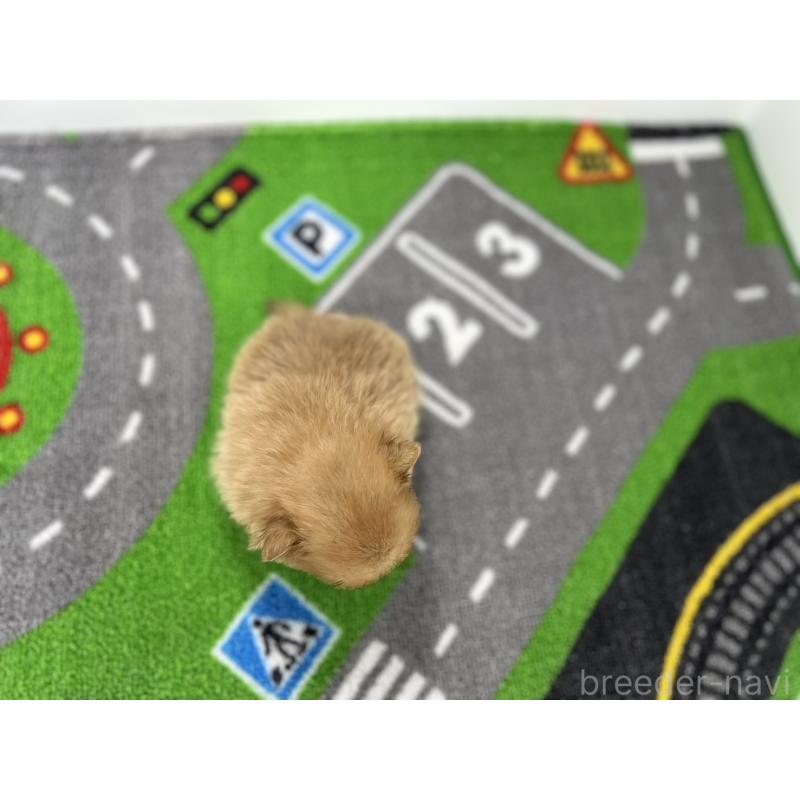 販売中の愛知県のポメラニアン-427190の5枚目