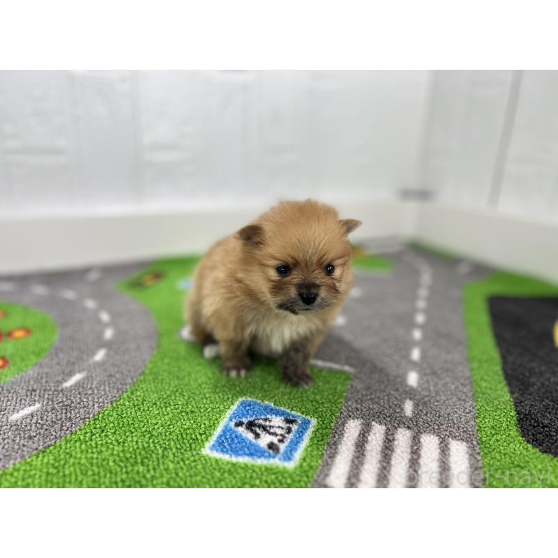 販売中の愛知県のポメラニアン-427190の4枚目