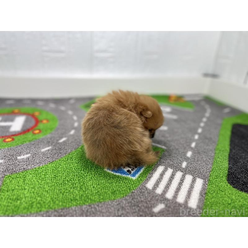 販売中の愛知県のポメラニアン-427190の3枚目