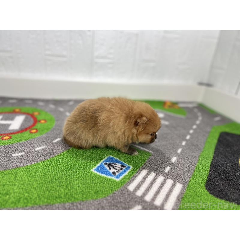 販売中の愛知県のポメラニアン-427190の2枚目