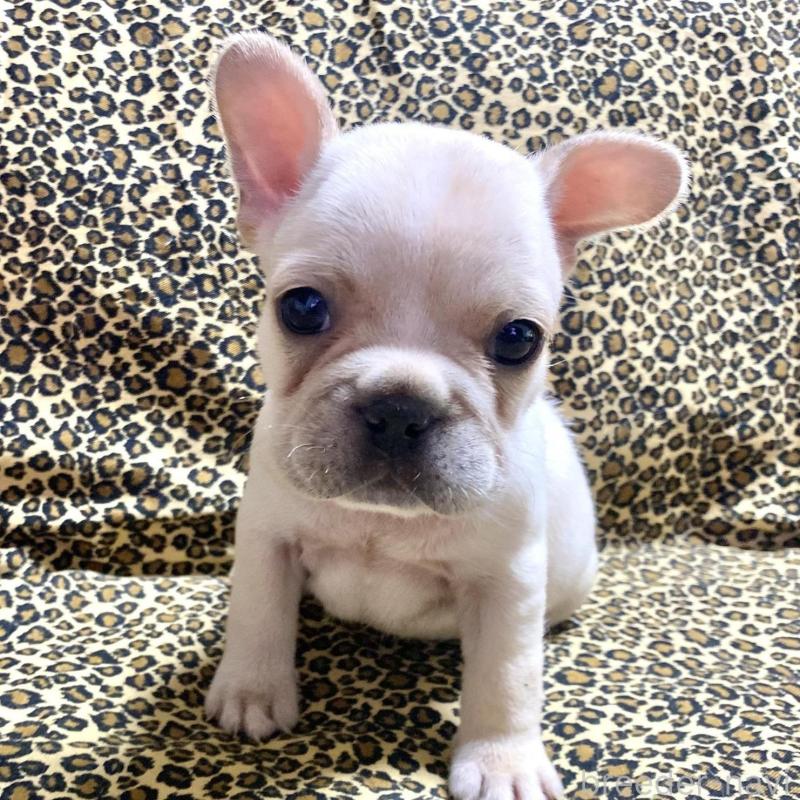 販売中の佐賀県のフレンチブルドッグ-427189の1枚目
