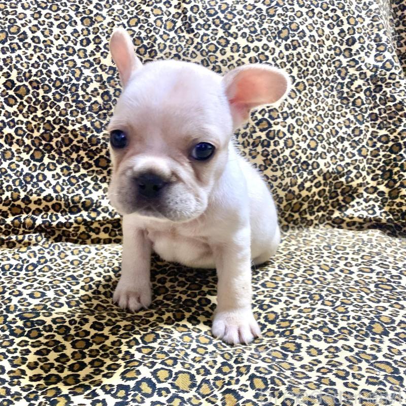 販売中の佐賀県のフレンチブルドッグ-427189の6枚目