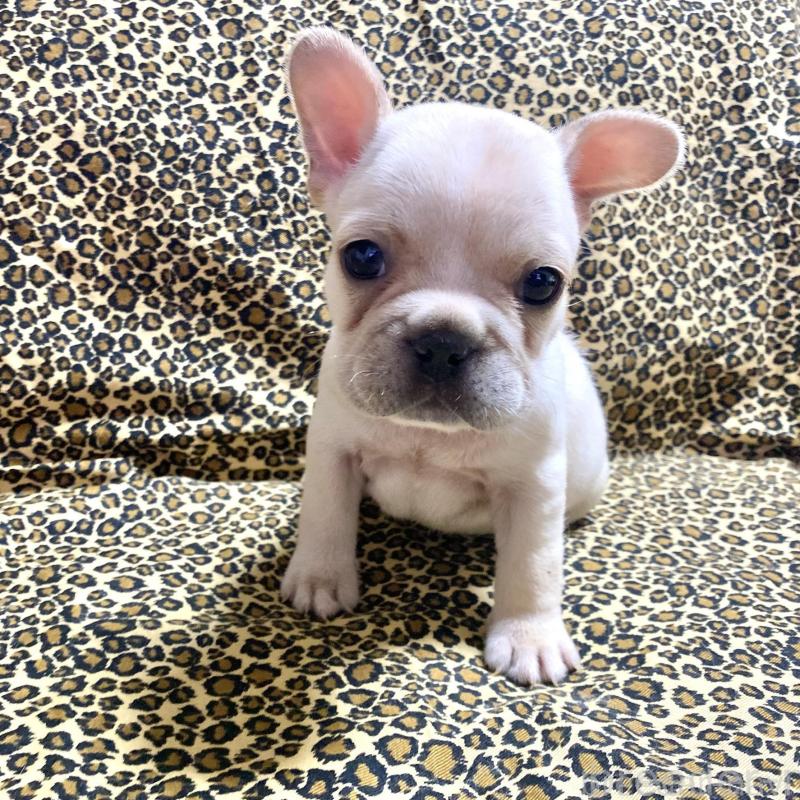 販売中の佐賀県のフレンチブルドッグ-427189の5枚目