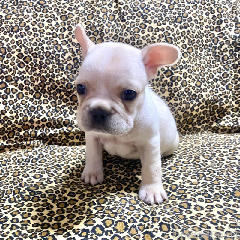 販売中の佐賀県のフレンチブルドッグ-427189の4枚目