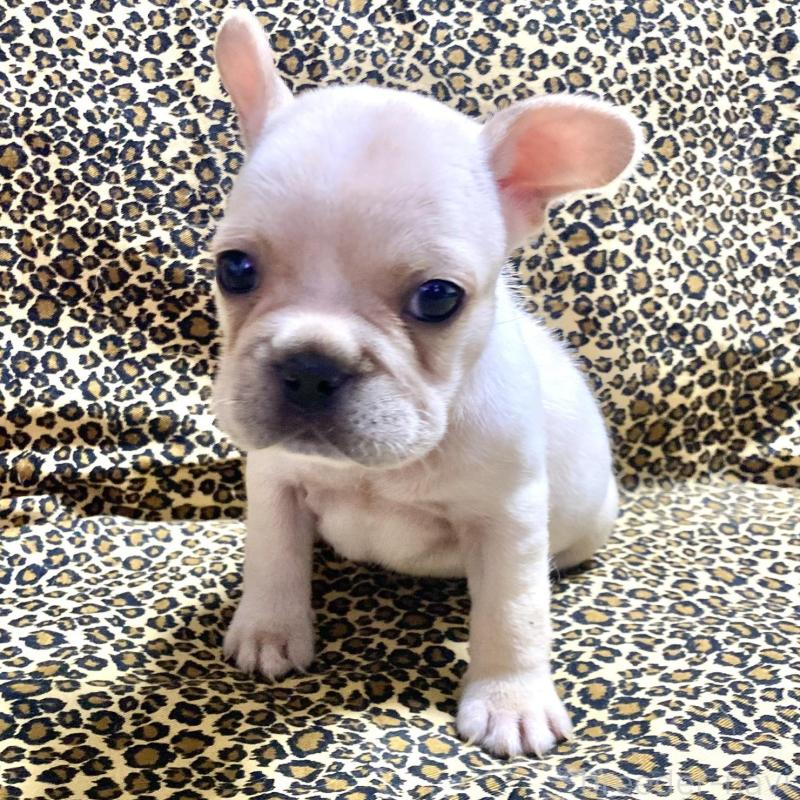 販売中の佐賀県のフレンチブルドッグ-427189の3枚目