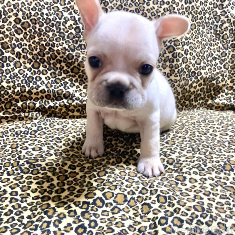 販売中の佐賀県のフレンチブルドッグ-427189の2枚目