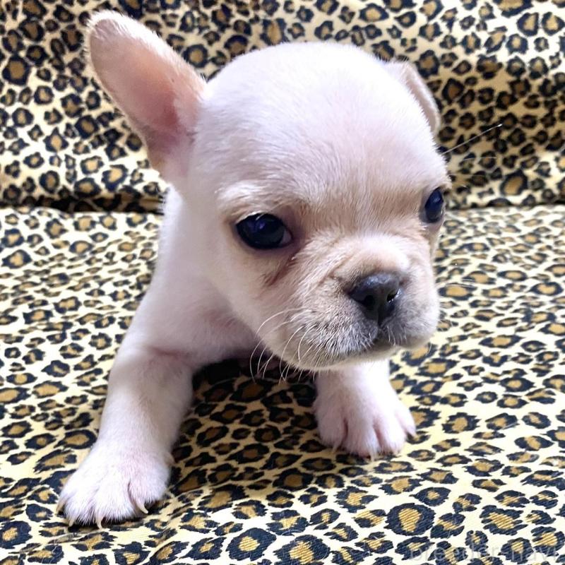 販売中の佐賀県のフレンチブルドッグ-427192