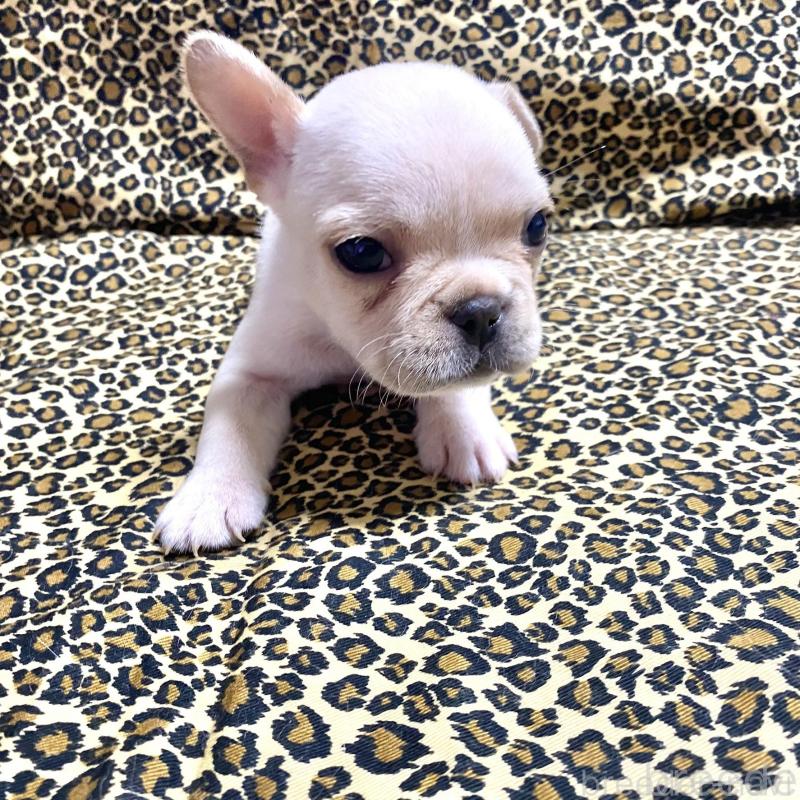 販売中の佐賀県のフレンチブルドッグ-427192の6枚目