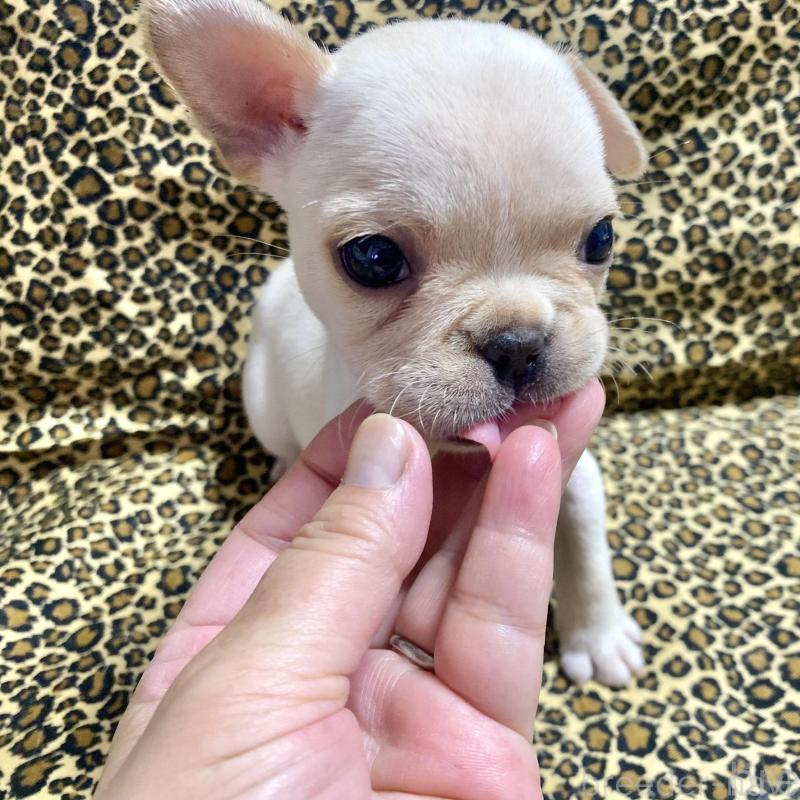 販売中の佐賀県のフレンチブルドッグ-427192の5枚目