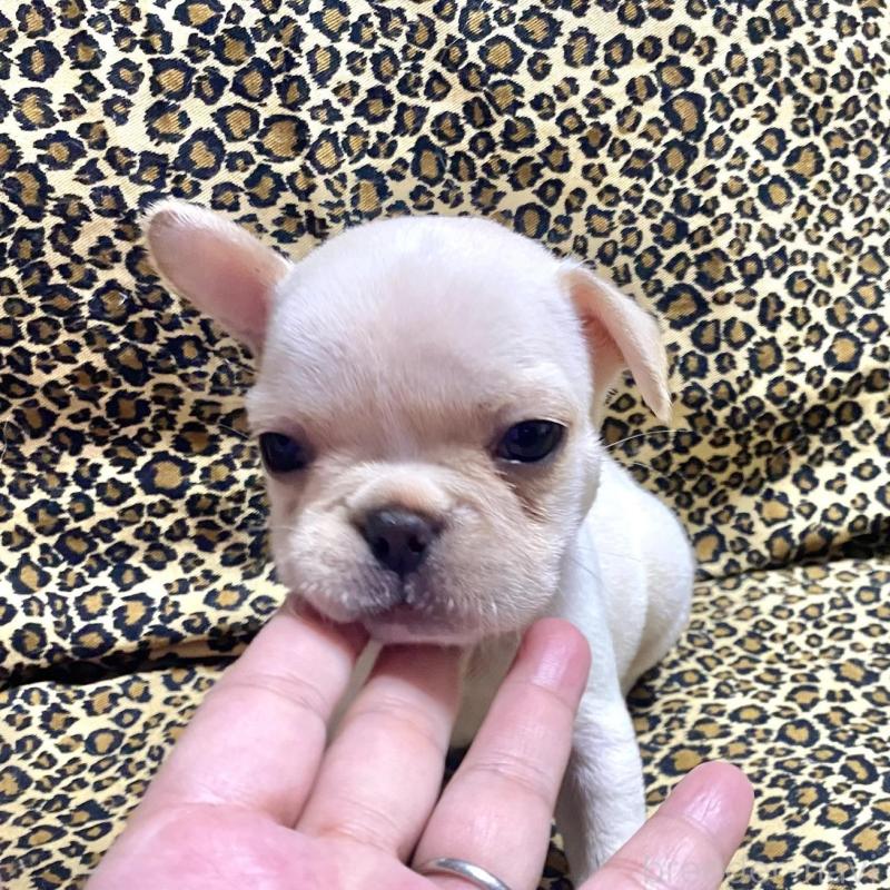 販売中の佐賀県のフレンチブルドッグ-427192の4枚目