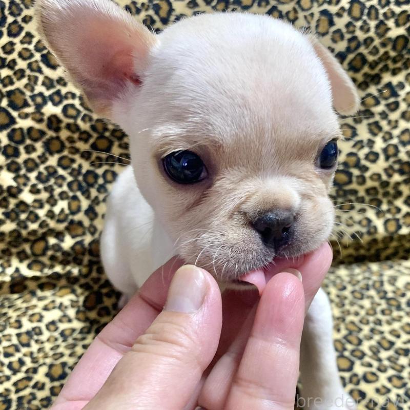 販売中の佐賀県のフレンチブルドッグ-427192の3枚目