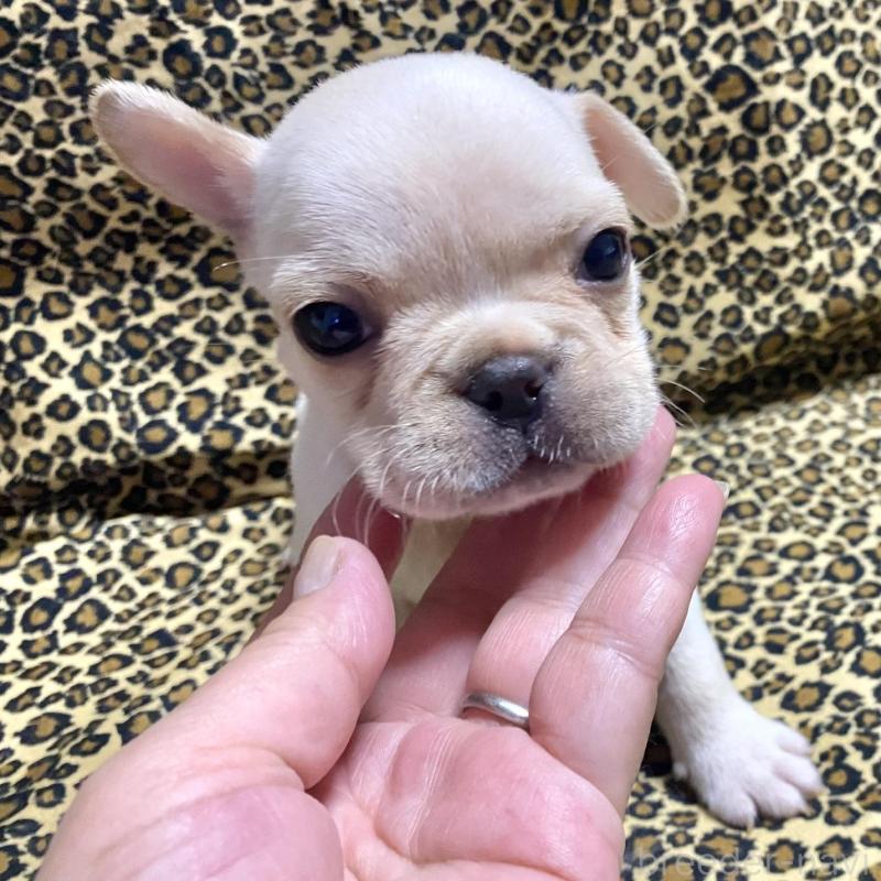 販売中の佐賀県のフレンチブルドッグ-427192の2枚目