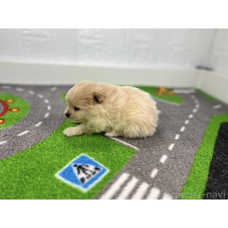 販売中の愛知県のポメラニアン-427193の6枚目