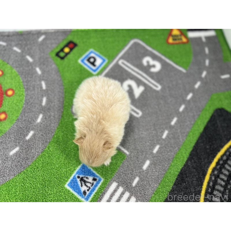 販売中の愛知県のポメラニアン-427193の5枚目