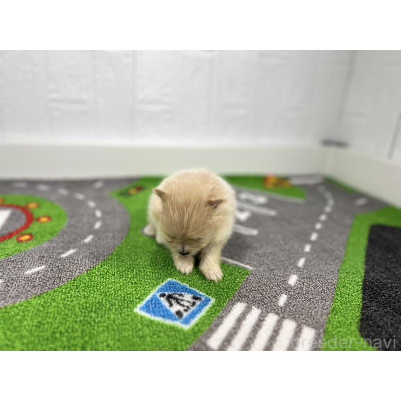 販売中の愛知県のポメラニアン-427193の4枚目