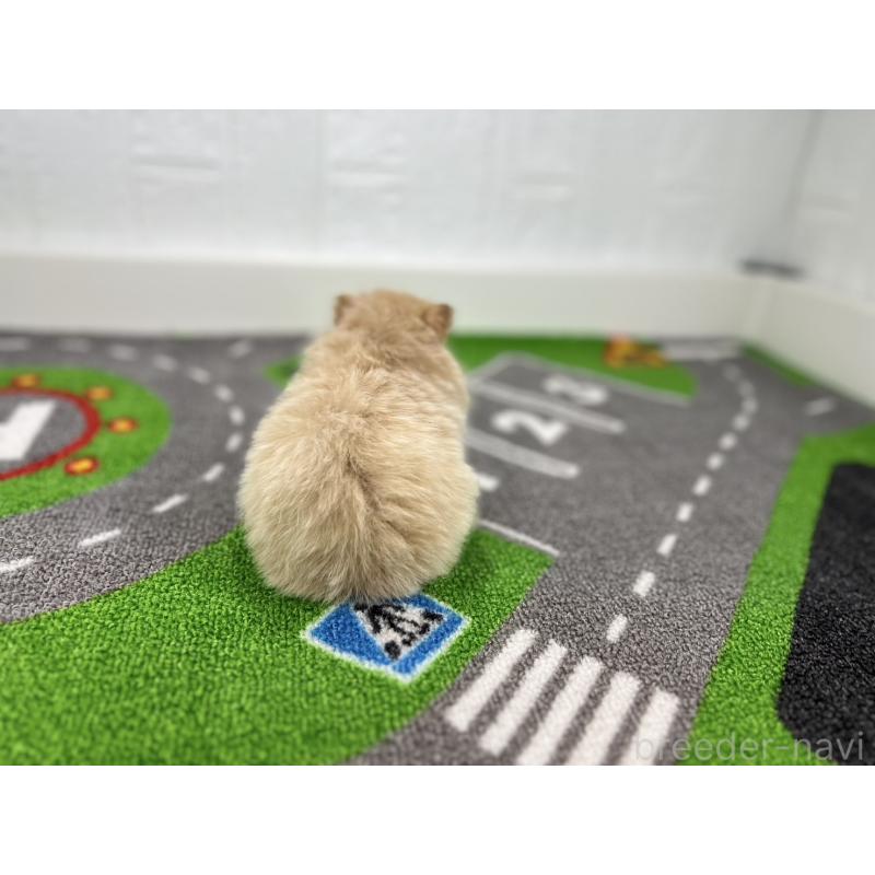 販売中の愛知県のポメラニアン-427193の3枚目