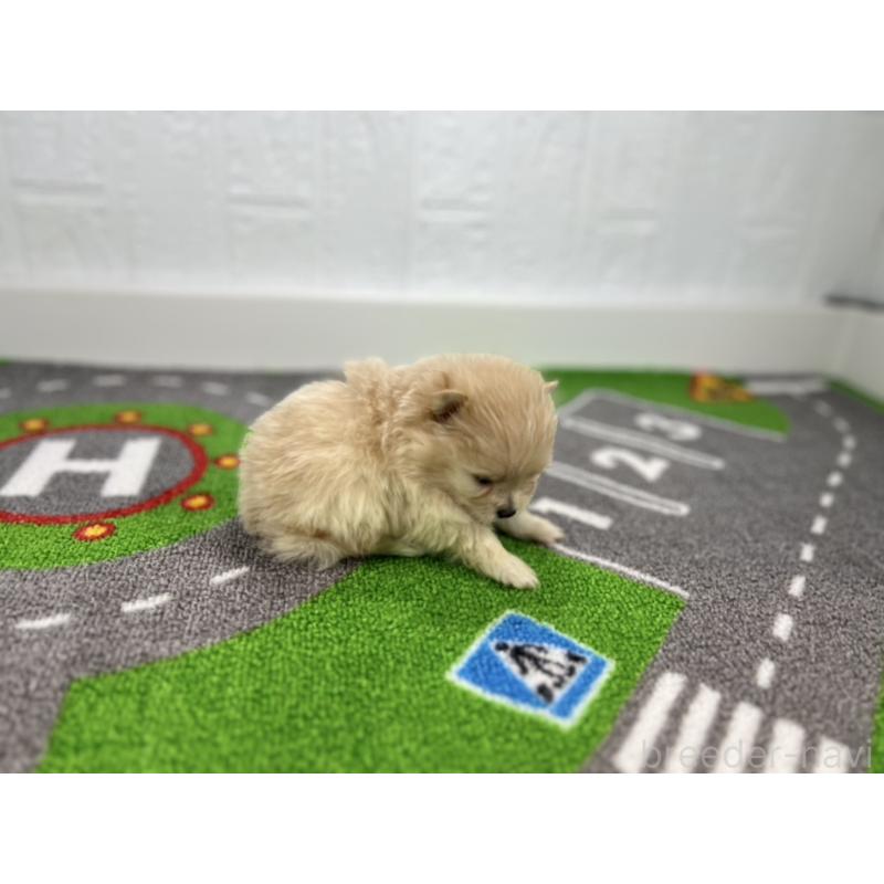 販売中の愛知県のポメラニアン-427193の2枚目