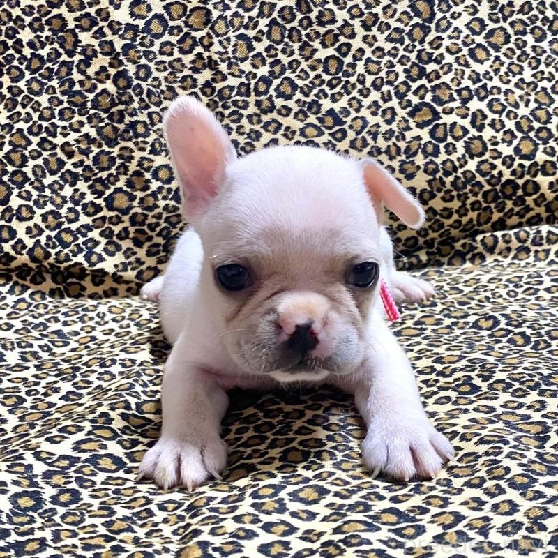 販売中の佐賀県のフレンチブルドッグ-427194