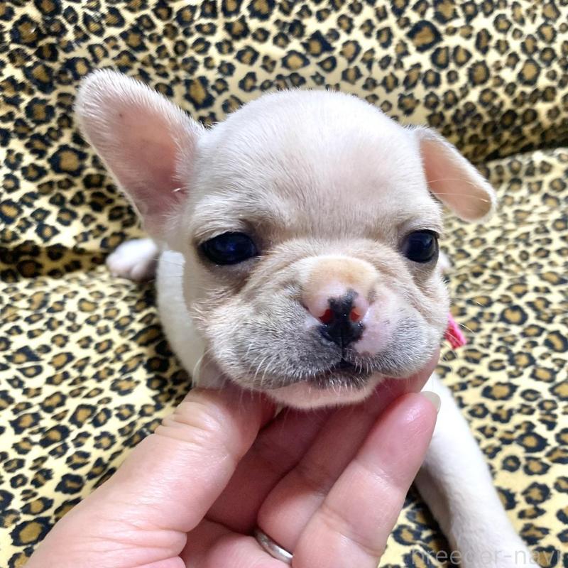 販売中の佐賀県のフレンチブルドッグ-427194の6枚目