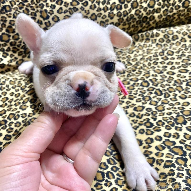 販売中の佐賀県のフレンチブルドッグ-427194の5枚目