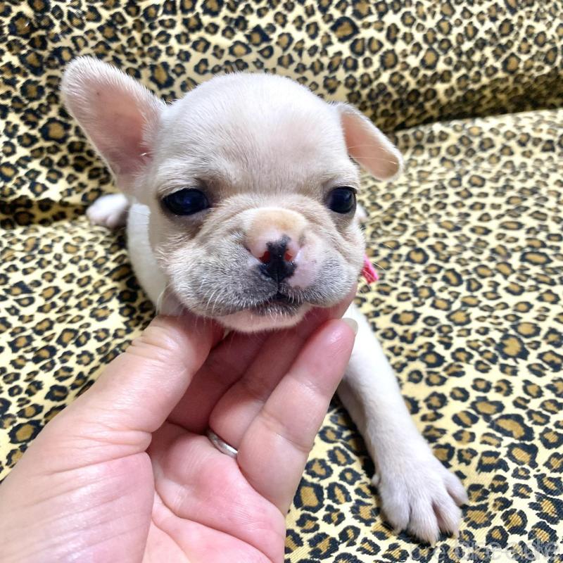 販売中の佐賀県のフレンチブルドッグ-427194の4枚目