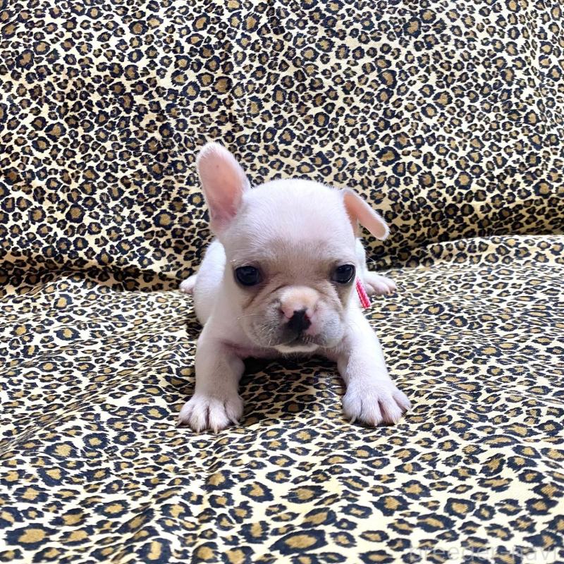 販売中の佐賀県のフレンチブルドッグ-427194の3枚目