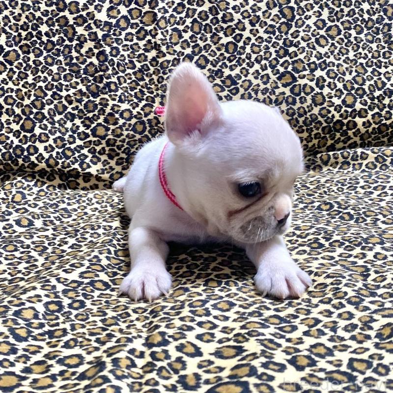 販売中の佐賀県のフレンチブルドッグ-427194の2枚目