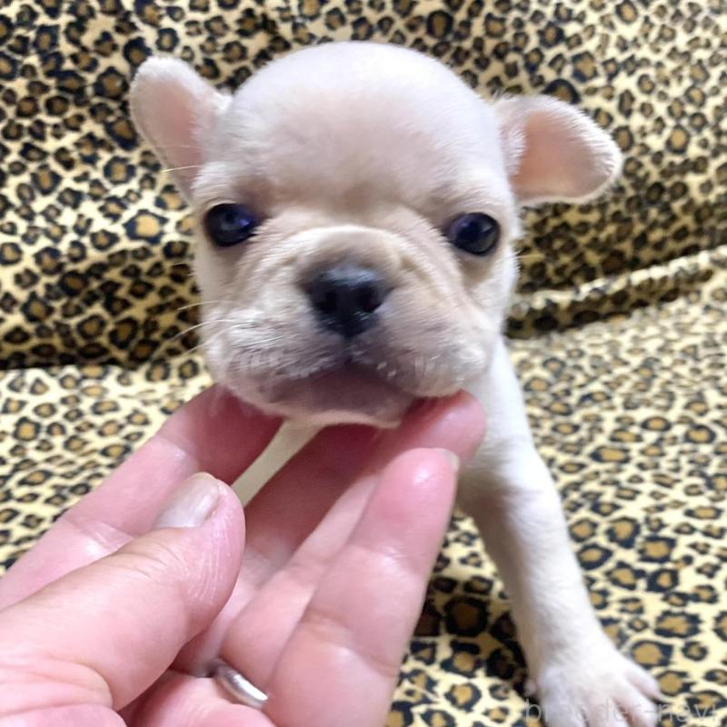 販売中の佐賀県のフレンチブルドッグ-427195