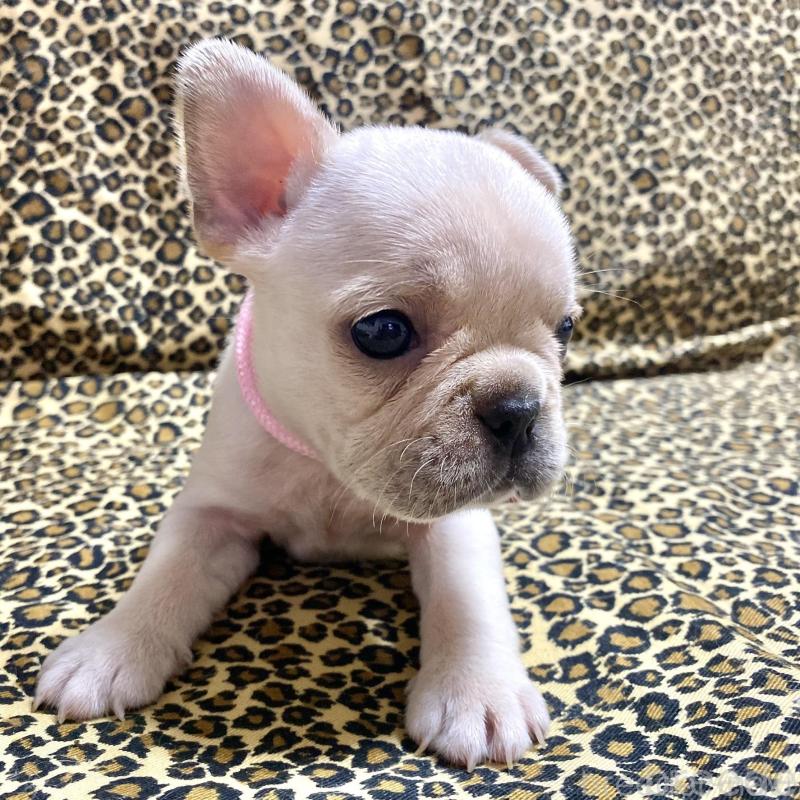 販売中の佐賀県のフレンチブルドッグ-427195の6枚目