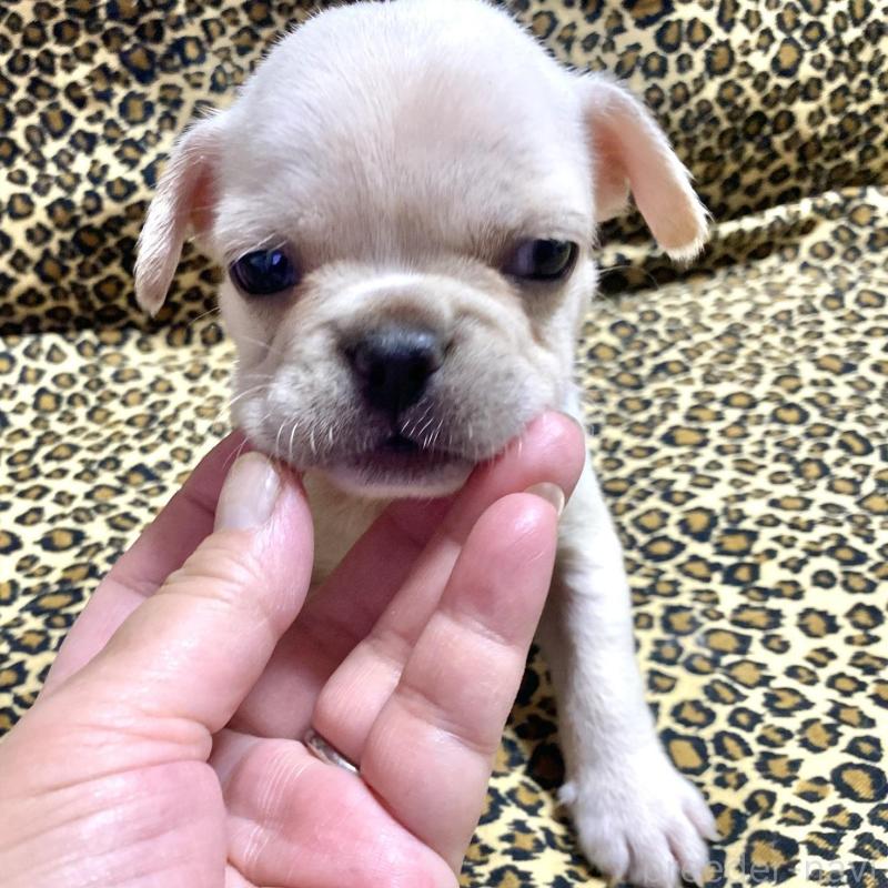 販売中の佐賀県のフレンチブルドッグ-427195の5枚目