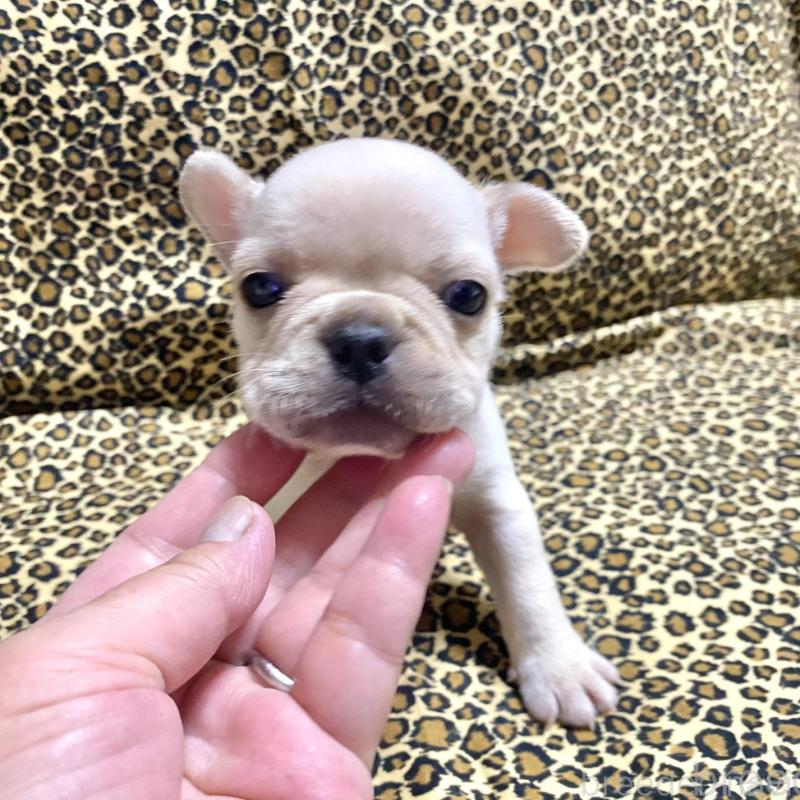 販売中の佐賀県のフレンチブルドッグ-427195の4枚目