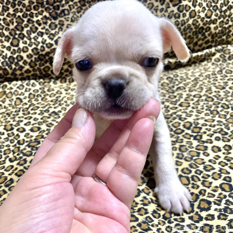 販売中の佐賀県のフレンチブルドッグ-427195の2枚目