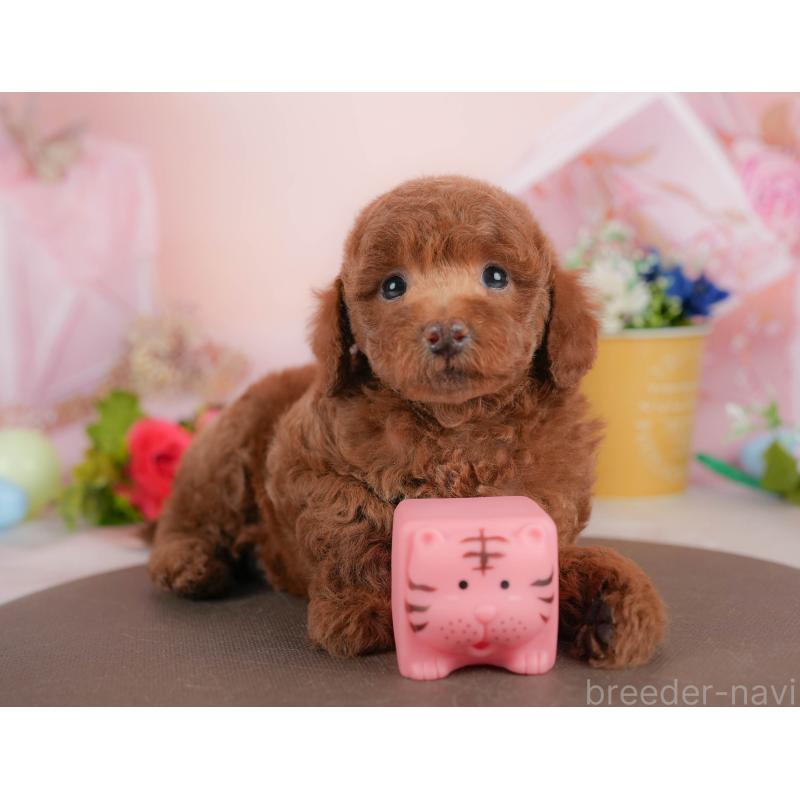 販売中の群馬県のトイプードル-427196の1枚目