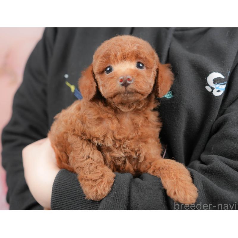 販売中の群馬県のトイプードル-427196の8枚目