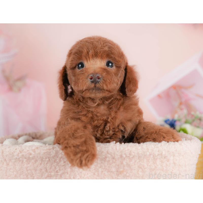 販売中の群馬県のトイプードル-427196の7枚目