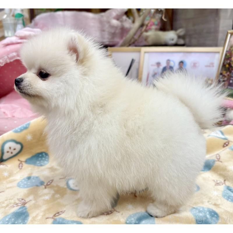 販売中の大阪府のポメラニアン-427197の9枚目