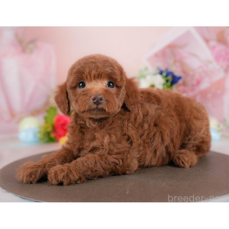 販売中の群馬県のトイプードル-427196の5枚目