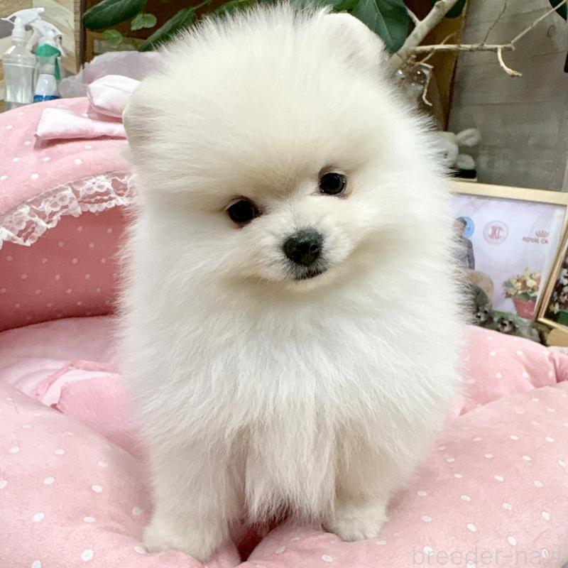 販売中の大阪府のポメラニアン-427197の7枚目