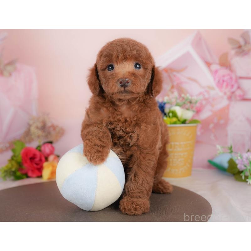 販売中の群馬県のトイプードル-427196の4枚目