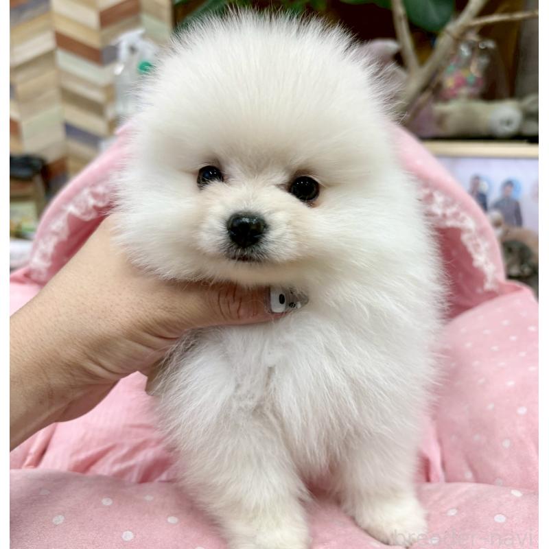 販売中の大阪府のポメラニアン-427197の6枚目