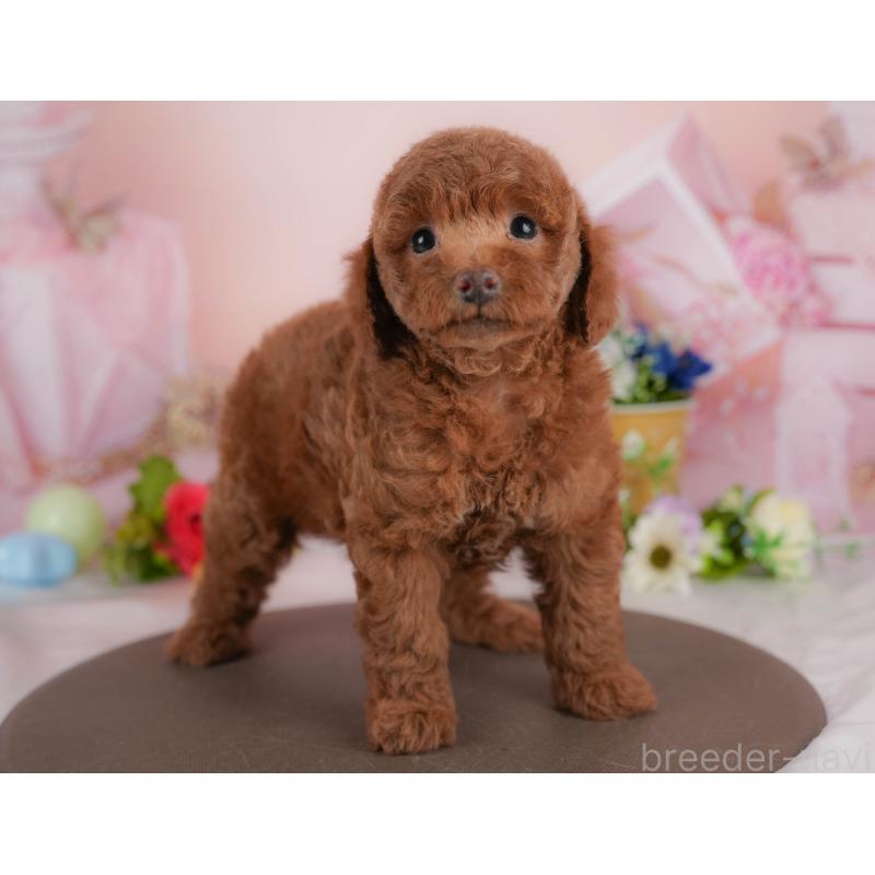 販売中の群馬県のトイプードル-427196の3枚目