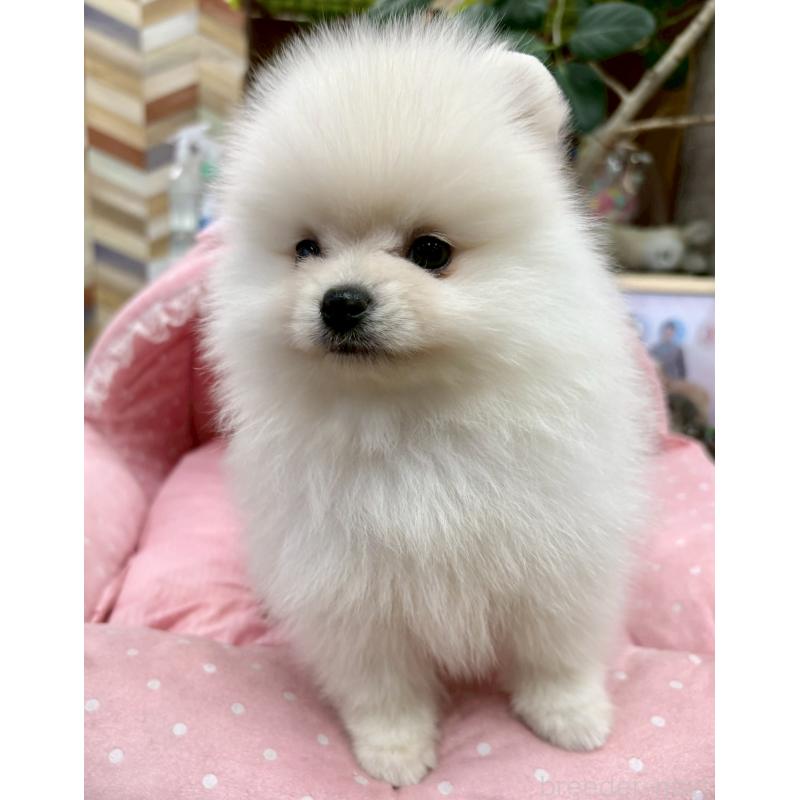 販売中の大阪府のポメラニアン-427197の5枚目