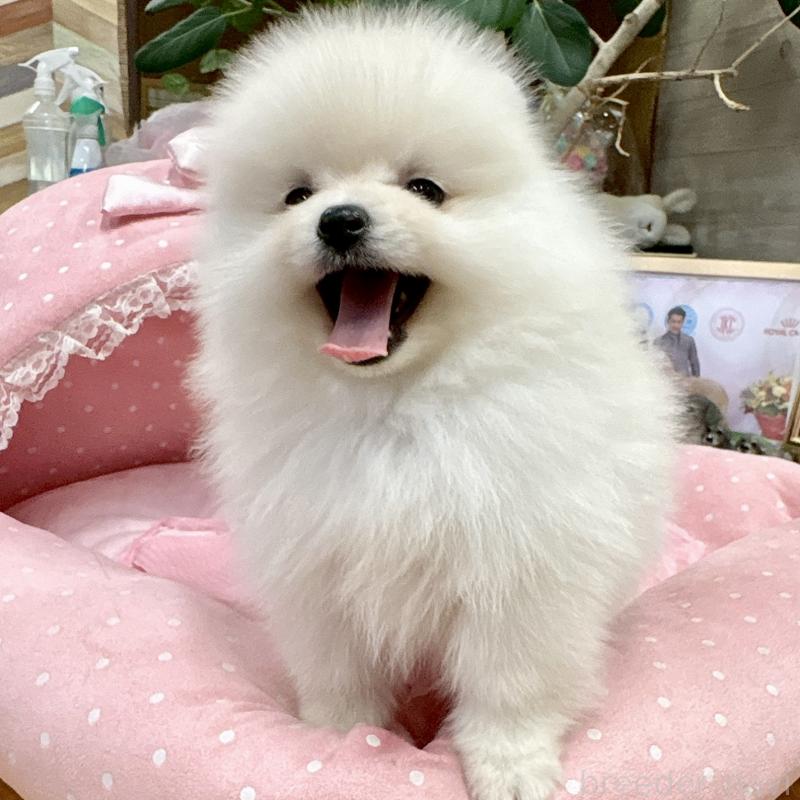 販売中の大阪府のポメラニアン-427197の4枚目