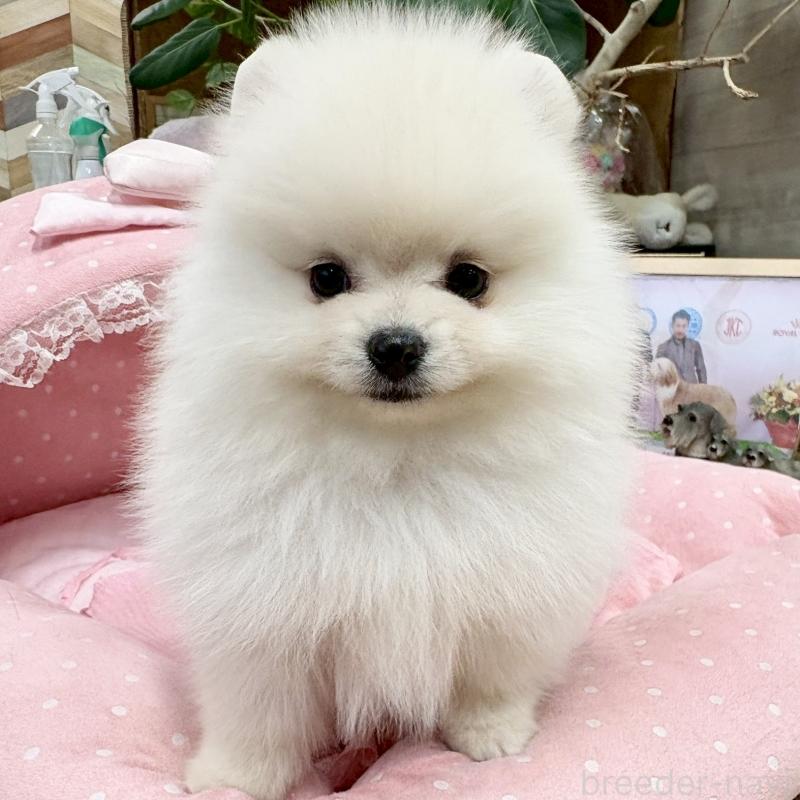 販売中の大阪府のポメラニアン-427197の3枚目