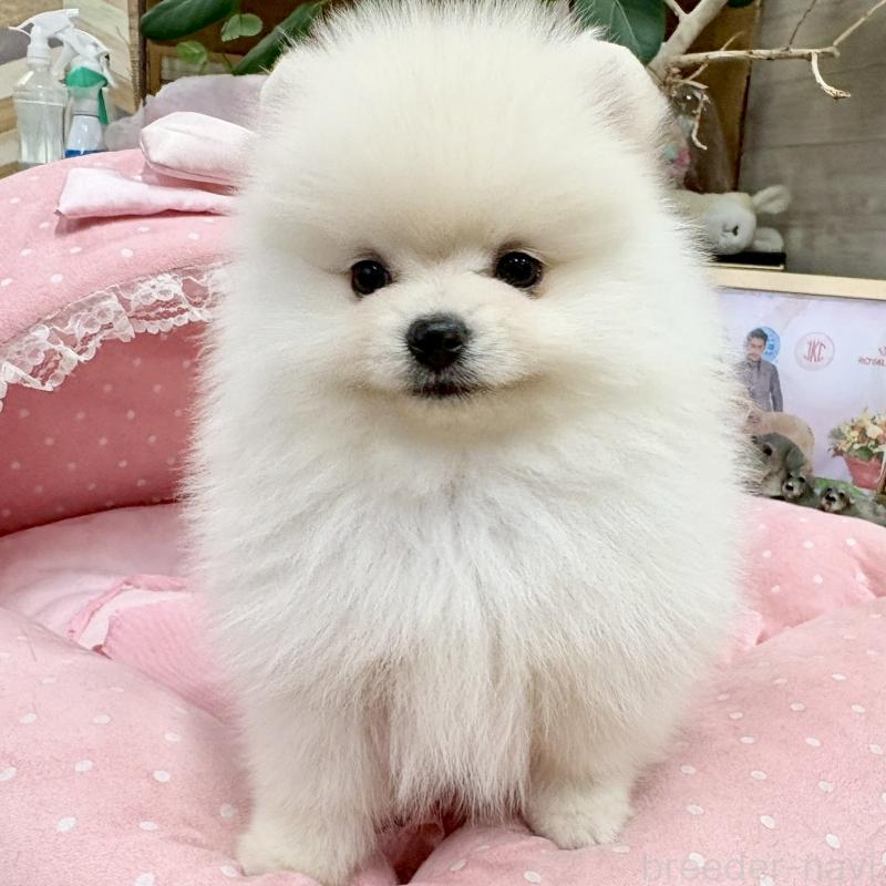 販売中の大阪府のポメラニアン-427197の2枚目