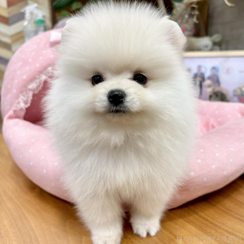 販売中の大阪府のポメラニアン-427197の1枚目